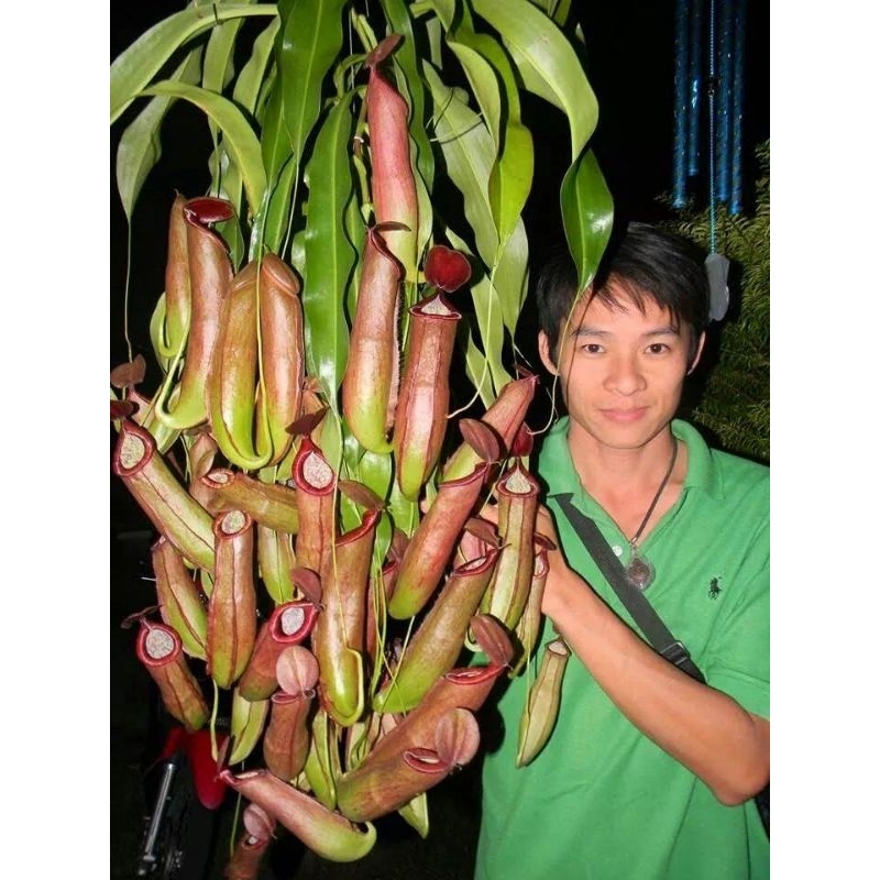 หม้อข้าวหม้อแกงลิงสายพันธุ์ N.mirabilis x tiger