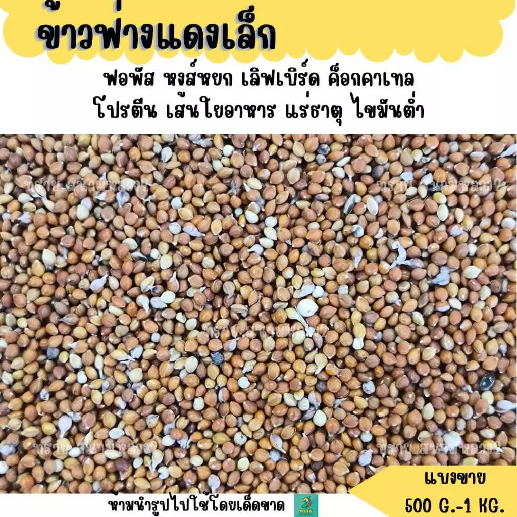 ฟ่างแดงเล็ก (แบ่งขาย 200-500 G.) อาหารนกขนาดเล็ก อาหารแฮมเตอร์