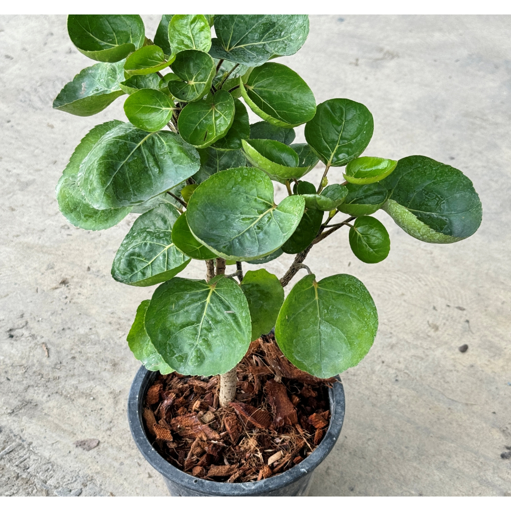 มุมมอง 8