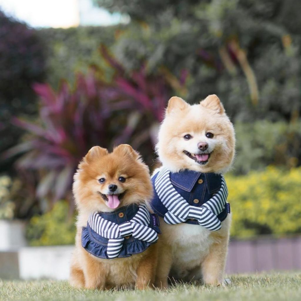 Momoji Pet Bib - Denim & Stripes ชุดสุนัข ชุดแมว ชุดสัตว์เลี้ยง ผ้าพันคอสุนัข ชุดยีนสุนัขแมวชายหญิง