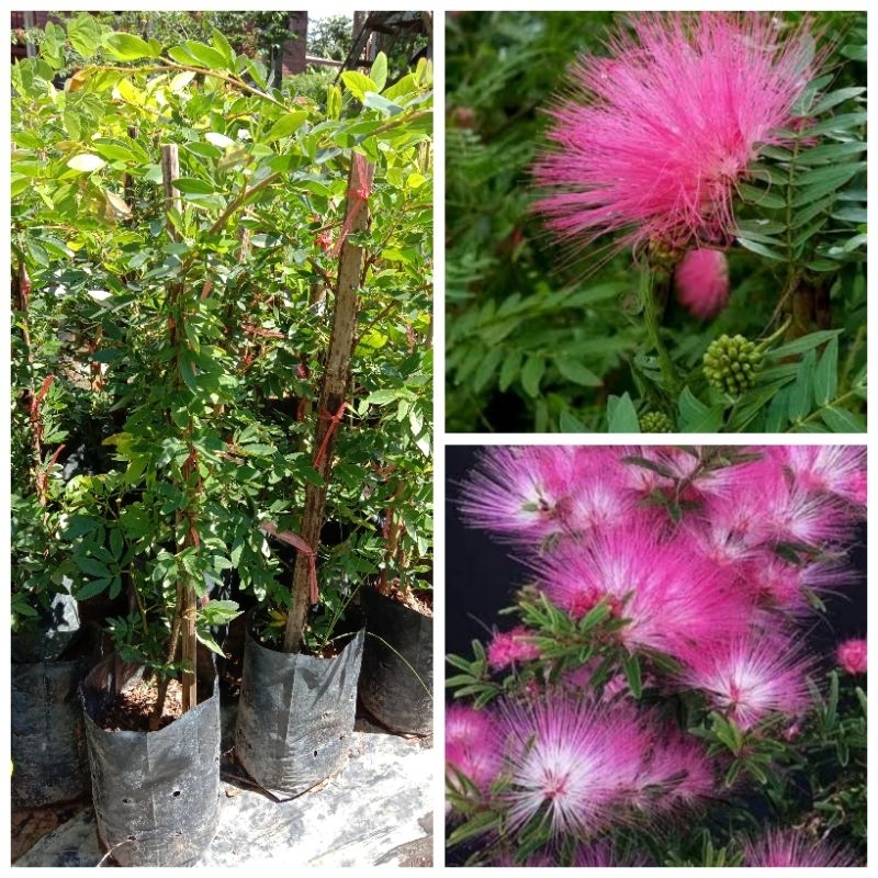 ต้นพู่นายพล/พู่จอมพลดอกสีชมพู/ขนาด70-80ซม.ปีเดียวติดดอก