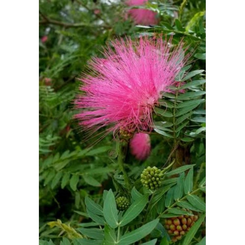 ต้นพู่นายพล/พู่จอมพลดอกสีชมพู/ขนาด70-80ซม.ปีเดียวติดดอก - รูปที่ 2