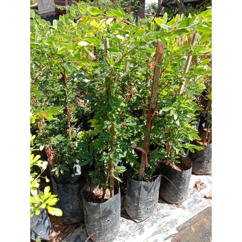 ต้นพู่นายพล/พู่จอมพลดอกสีชมพู/ขนาด70-80ซม.ปีเดียวติดดอก - รูปที่ 3