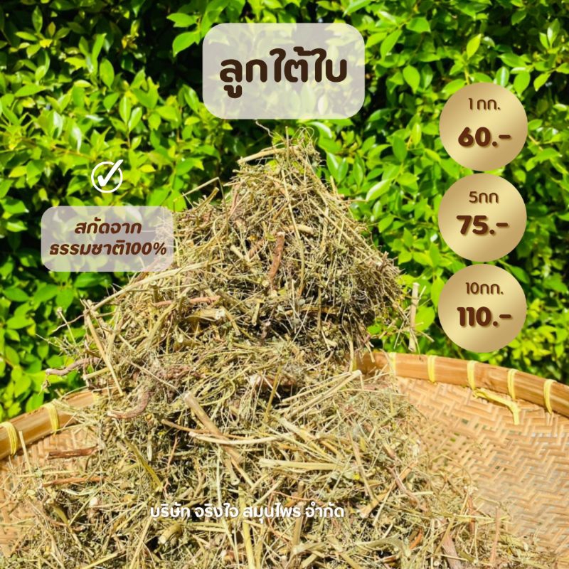 ลูกใต้ใบแห้ง ขนาด100กรัม-1000กรัม