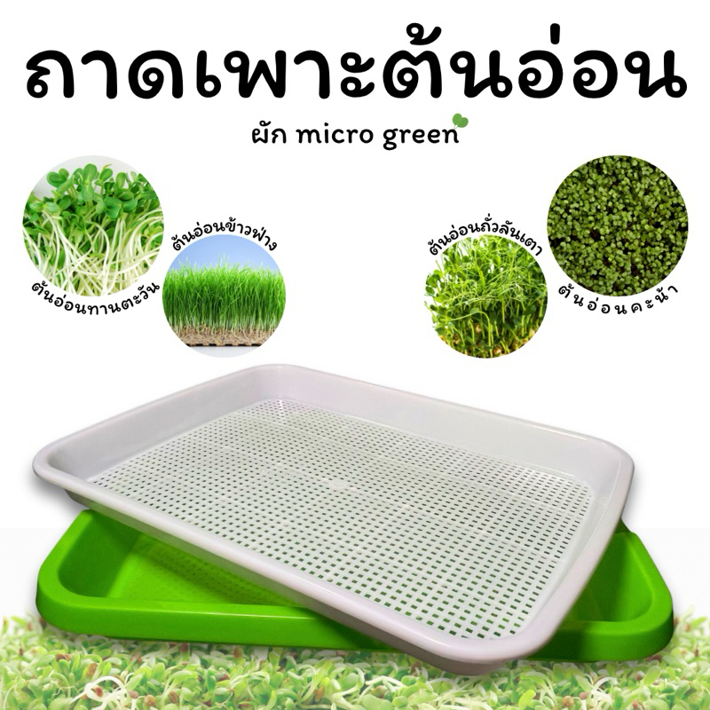 ถาดเพาะเมล็ด ถาดเพาะต้นอ่อน ปลูกต้นอ่อน เมล็ด ปลูกข้าวสาลี หญ้าแมว micro green