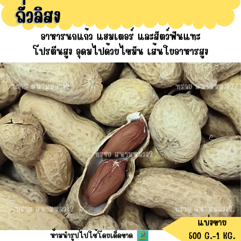 ถั่วลิสงไทย (แบ่งขาย 1 KG.) อาหารนกนกแก้วขนาดกลาง-ใหญ่ แฮมสเตอร์ กระรอก กระแต