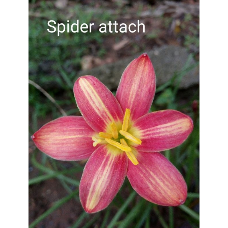บัวดิน สไปเดอร์ แอกแทรค.  z.Spider attach