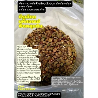 เมล็ดพันธุ์พืชคลุมดินซีรูเลียม ขนาด 250g