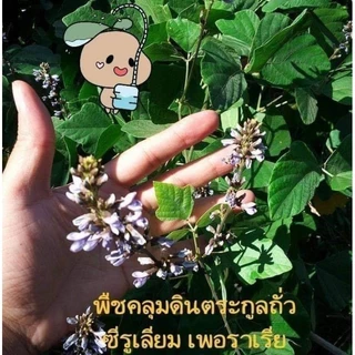เมล็ดพันธุ์พืชคลุมดินซีรูเลียม ขนาด 250g
