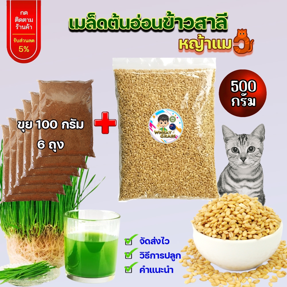 เซ็ตนี้คุ้ม! เมล็ดข้าวสาลี ขนาด 500 กรัม + ขุย100 กรัม 6 ถุง  เมล็ดเกรดนำเข้า หญ้าแมว อัตราการงอกสูง จร้า