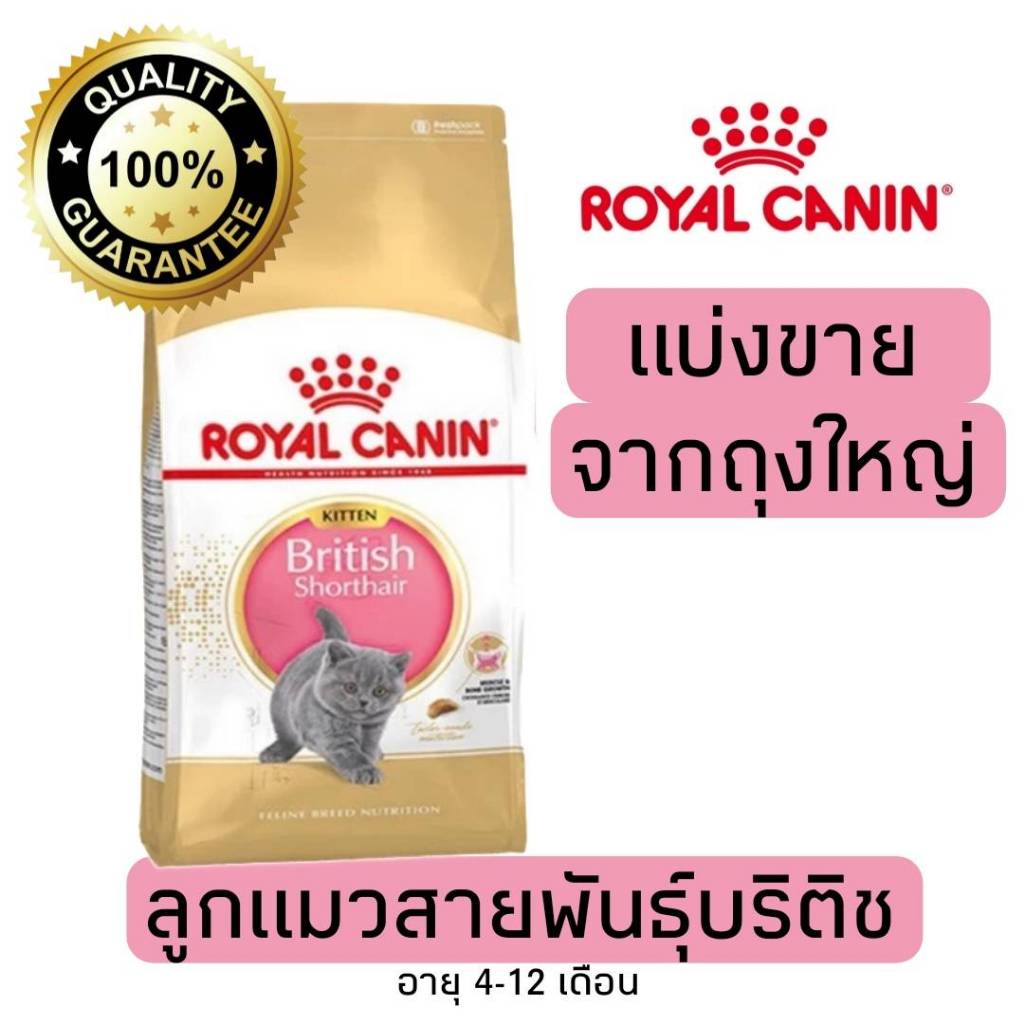 [แบ่งขาย]​ อาหารแมว Royal canin สูตร Kitten British ลูกแมวพันธุ์บริติชอายุ 4-12 เดือน 500g 800g 1kg