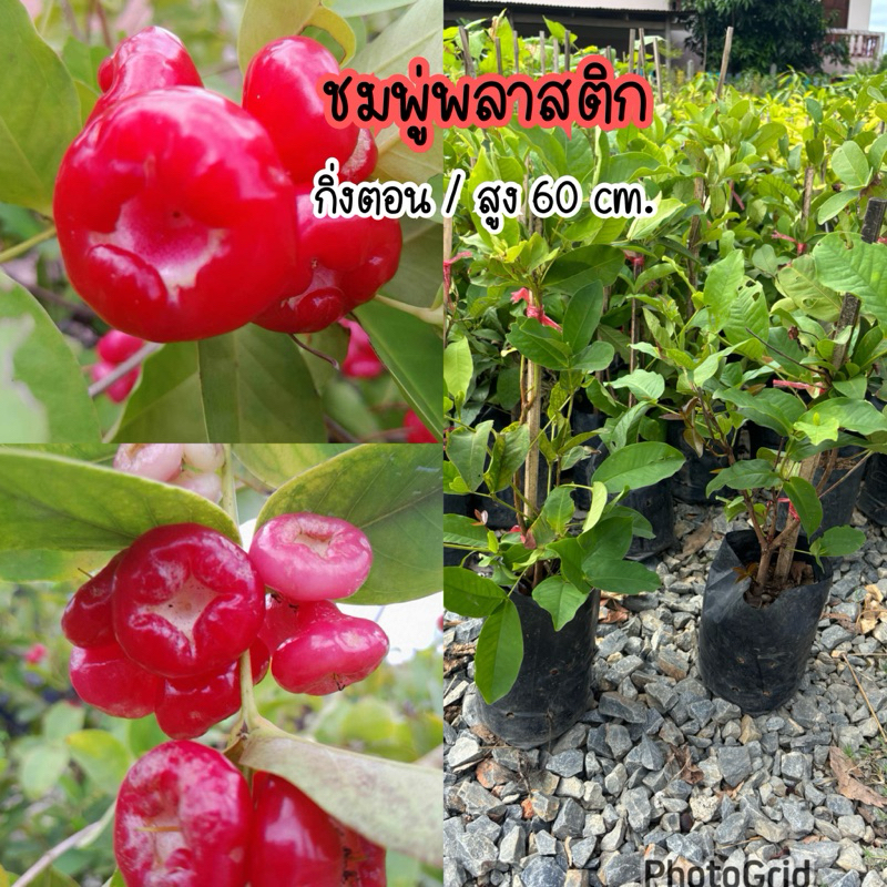ต้นชมพู่พลาสติกสีแดง กิ่งตอน/สูง50ซม. ต้นพร้อมลงปลูก