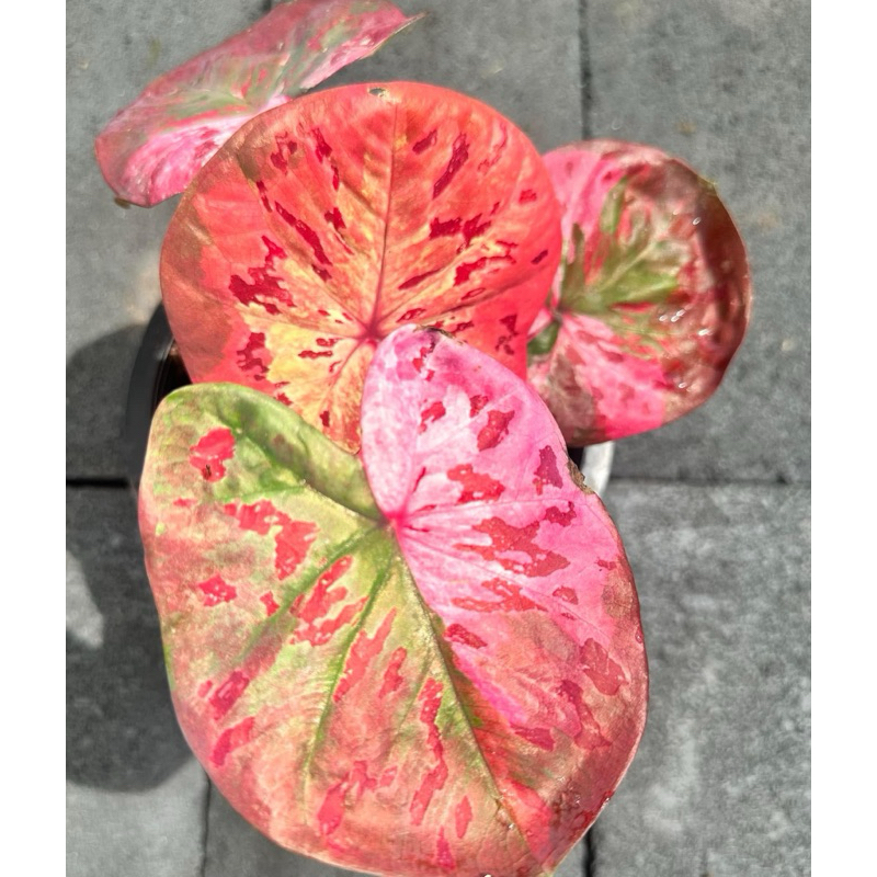 บอนสี โรส ด่างสวยมาก🪴 กระถาง 4 นิ้ว