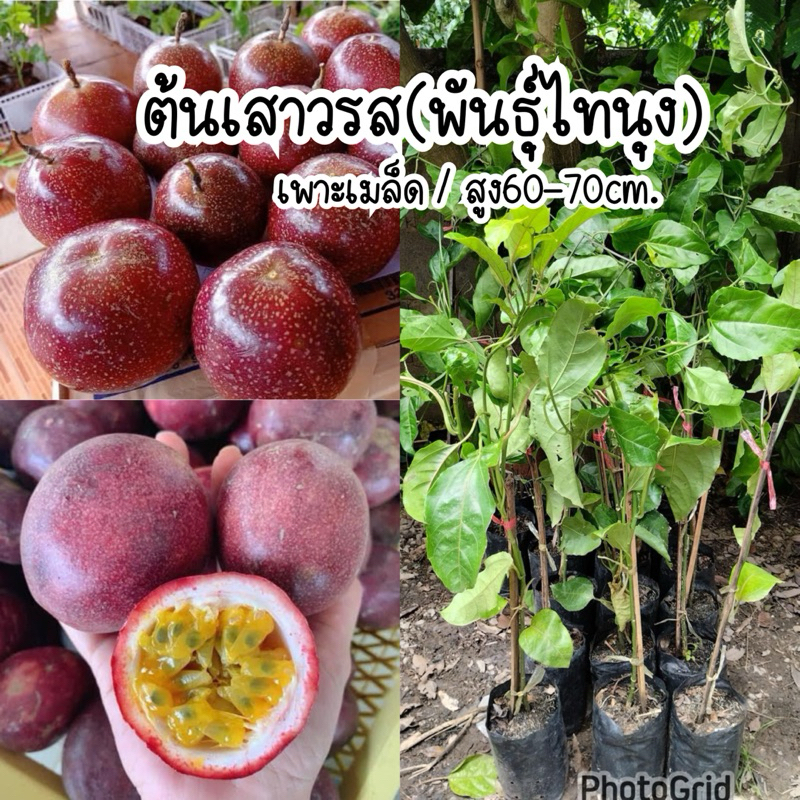 ต้นเสาวรส(พันธุ์ไทนุง) เพาะเมล็ด/สูง60-70cm. ต้นแข็งแรงพร้อมปลูก