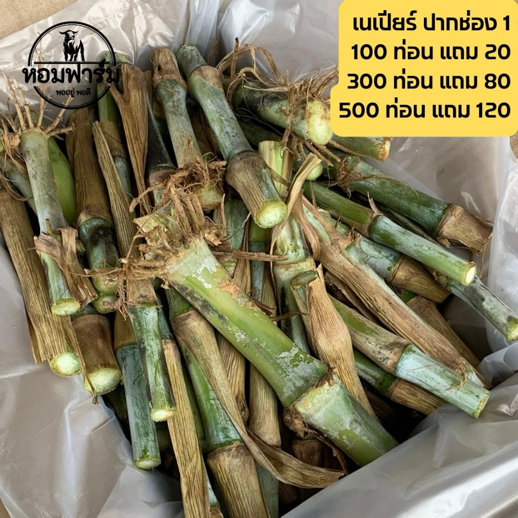 ท่อนพันธุ์หญ้าเนเปียร์ปากช่อง 1 โปรตีนสูง โตไว ตัดได้เร็ว (คัดเกรด A+)