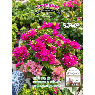 เฟื่องฟ้าสาวิตรีขนาดกระถาง 7.5”-8” สูงจากขอบกระถาง 23-28cm ส…