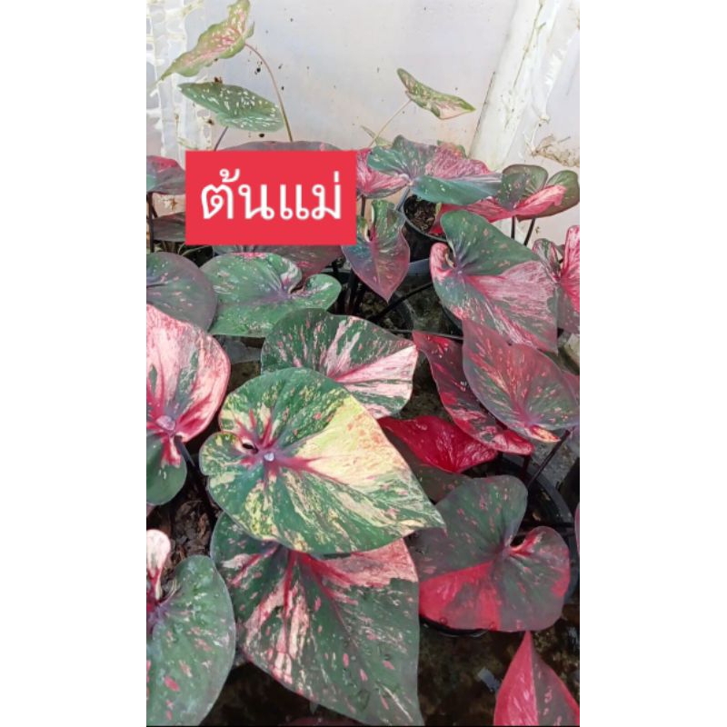 มณีล้อมเพชรบอนสีไม้แรร์สีสวย