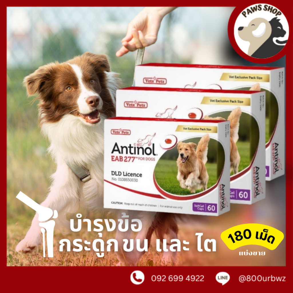 Antinol DOG 180 แคปซูล แพ็คเกจใหม่ อาหารเสริมบำรุงข้อ ข้ออักเสบ แบ่งขาย 180 เม็ด