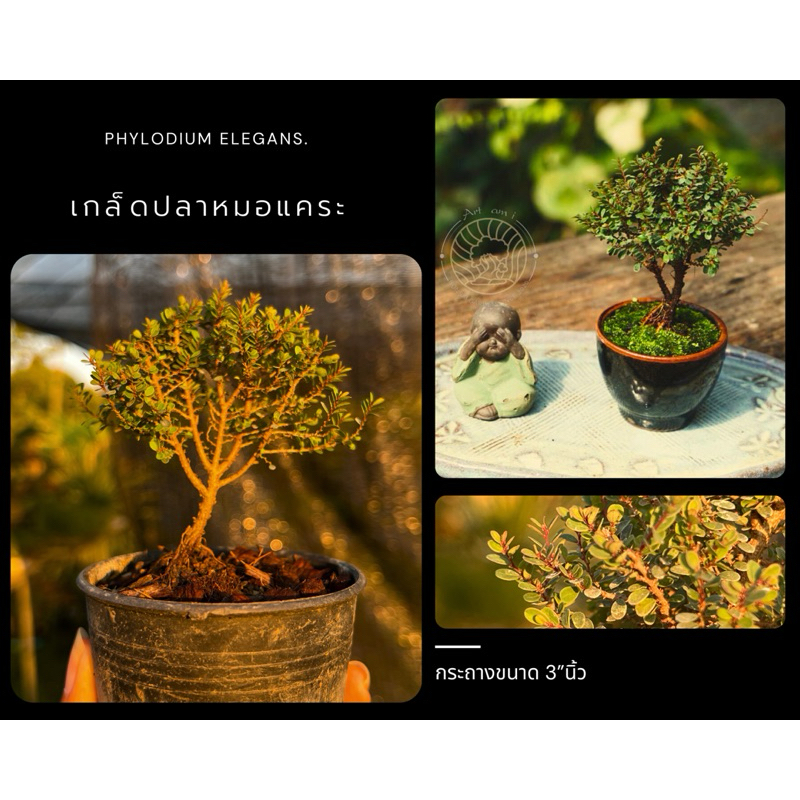 เกล็ดปลาหมอแคระ (Phyllodium elegans.)บอนไซจิ๋ว bonsai