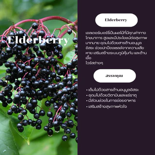ผงเอลเดอร์เบอร์รี่ ขนาด 100 กรัม ( Elderberry Powder )