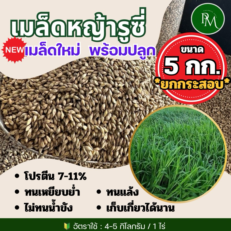รูซี่ เมล็ดหญ้ารูซี่ 5 กิโลกรัม #พร้อมปลูก หญ้าลูซี่ หญ้าเลี้ยงสัตว์ หญ้า พันธ์ุหญ้า หญ้าเลี้ยงวัว