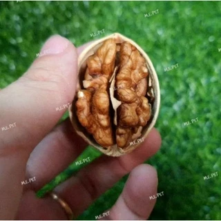 Walnut ลูกวอลนัทสำหรับสัตว์เลี้ยง วอลนัทอบแห้ง สำหรับนกแก้ว กระรอก หนูต่างๆ (แบ่งขาย200g/500g/1kg)