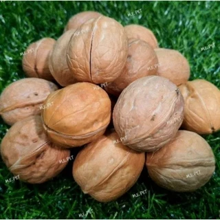 Walnut ลูกวอลนัทสำหรับสัตว์เลี้ยง วอลนัทอบแห้ง สำหรับนกแก้ว กระรอก หนูต่างๆ (แบ่งขาย200g/500g/1kg)