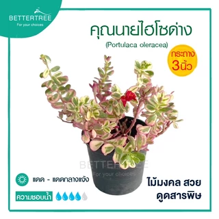 คุณนาย(ไฮโซด่าง) กระถาง 3 นิ้ว**ไม่ระบุสี**ใบสวย ออกดอกบ่อย Portulaca Oleracea variegata ไม้อวบน้ำ ต้นไม้