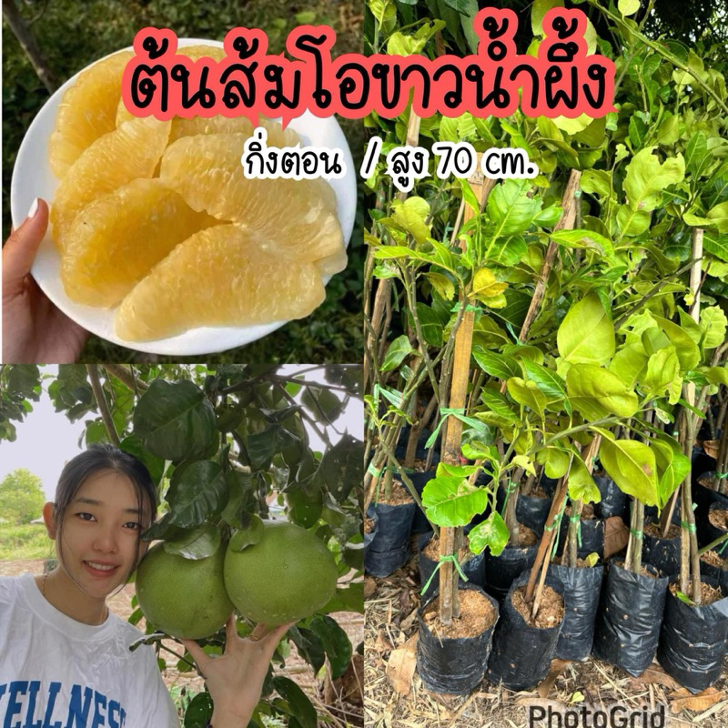 ส้มโอขาวน้ำผึ้ง สูง 70-80ซม.
