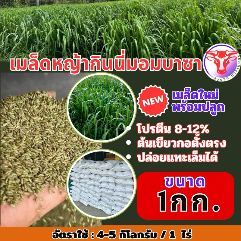 ✅ กินนี กินนี่มอมบาซ่า เมล็ดกินนี่มอมบาซา 1 กิโลกรัม (พร้อมปลูก)