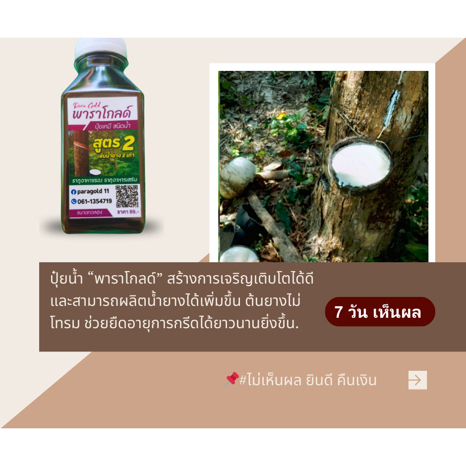 สินค้าทดลอง “พาราโกลด์” สูตร 2 สารทาหน้ายาง เพิ่มธาตุอาหารให้ต้นยาง ข่วยเพิ่มน้ำยาง ป้องกันเชื้อรา ประมาณ 150ml.