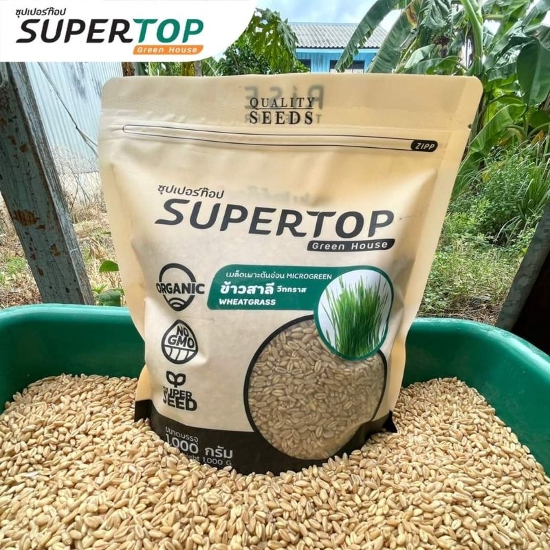 เมล็ดเพาะต้นอ่อน ข้าวสาลี SUPERTOP ขนาดบรรจุ 1 กิโลกรัม อัตรางอก 99%