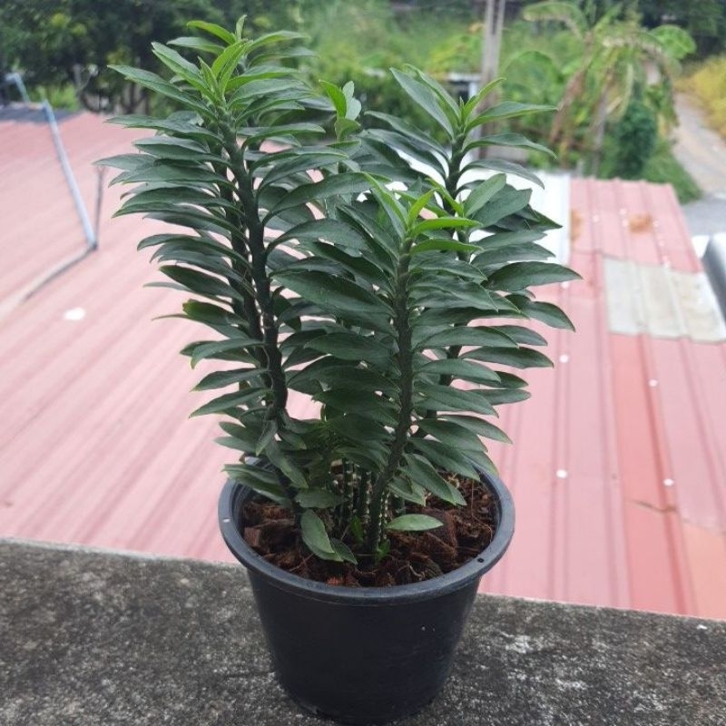 บันไดเศรษฐีไม้มงคลเรียกทรัพย์ ส่งพร้อมกระถาง5.5นิ้ว (ปลูกในห้องฟอกอากาศ)