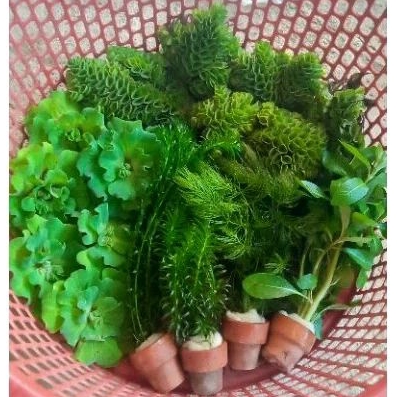ชุดเซ็ทพืชน้ำต่างๆประดับตู้ปลาและอ่างปลาสวยงาม