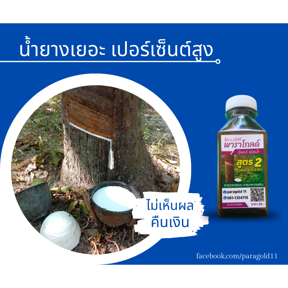 “พาราโกลด์” สูตร 2 สารทาหน้ายาง เพิ่มธาตุอาหารให้ต้นยาง ข่วยเพิ่มน้ำยาง ป้องกันรักษาเส้นดำ เปลือกเน่า หน้ายางแห้ง