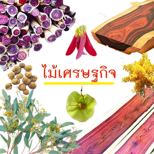 ไม้แดง🎯ถูกที่สุด25บ.🎯เมล็ดพันธุ์ไม้แดงแกะเปลือก 10 เมล็ด🎈งอกง่าย🌱ไม้สวย☘️ไม้เศรษฐกิจ