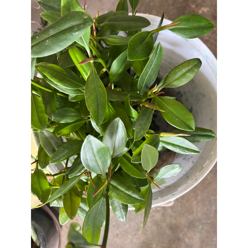 ต้นโกงกางจัดส่งแบบล้างราก (ไม่มีดิน) สำหรับปลูกจากจังหวัดสมุทรสงคราม