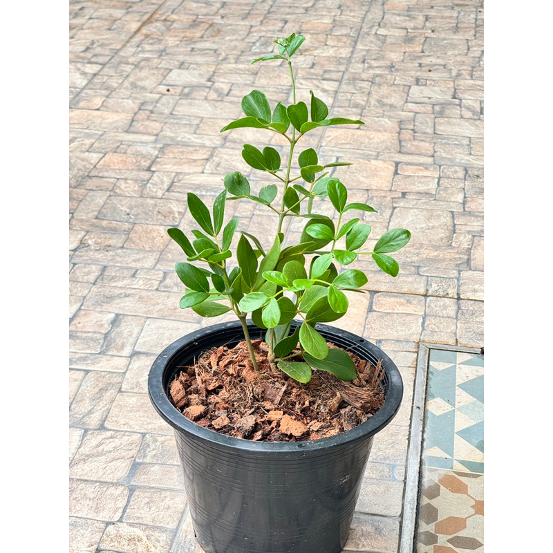 มุมมอง 5