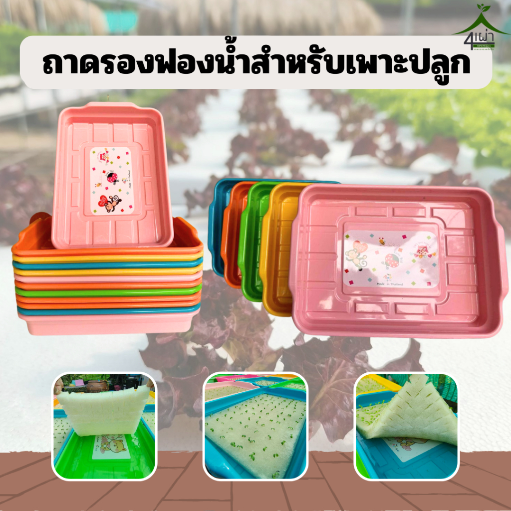 ถาดรองฟองน้ำสำหรับเพาะปลูก ใช้รองฟองน้ำเพาะปลูกเมล็ดผัก (ขนาดใหญ่) - เกษตรกรรมยั่งยืน