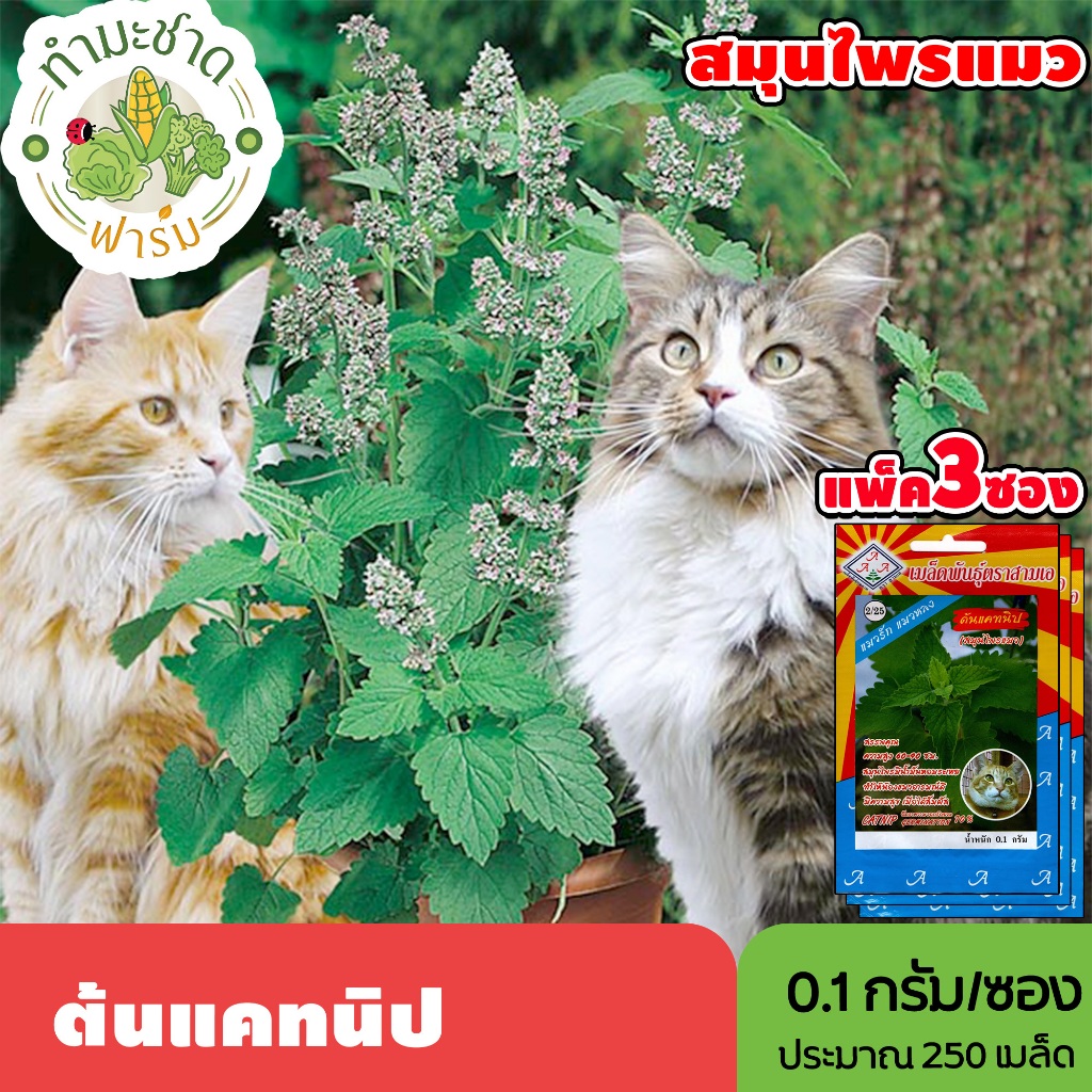 [แพ็ค 3 ซอง] 3A เมล็ดพันธุ์ ต้นแคทนิป ขนาดซองละ0.1กรัม ประมาณ250เมล็ด/ซอง CATNIP สมุนไพรแมว เมล็ดพันธุ์พืช เมล็ดผัก