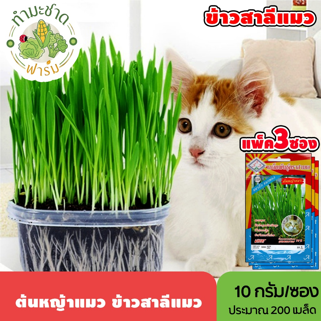 [แพ็ค 3 ซอง] 3A เมล็ดพันธุ์ ต้นหญ้าแมว ข้าวสาลีแมว ขนาดซองละ10กรัม ประมาณ200เมล็ด/ซอง WHEAT ต้นอ่อนข้าวสาลี เมล็ดพันธุ์