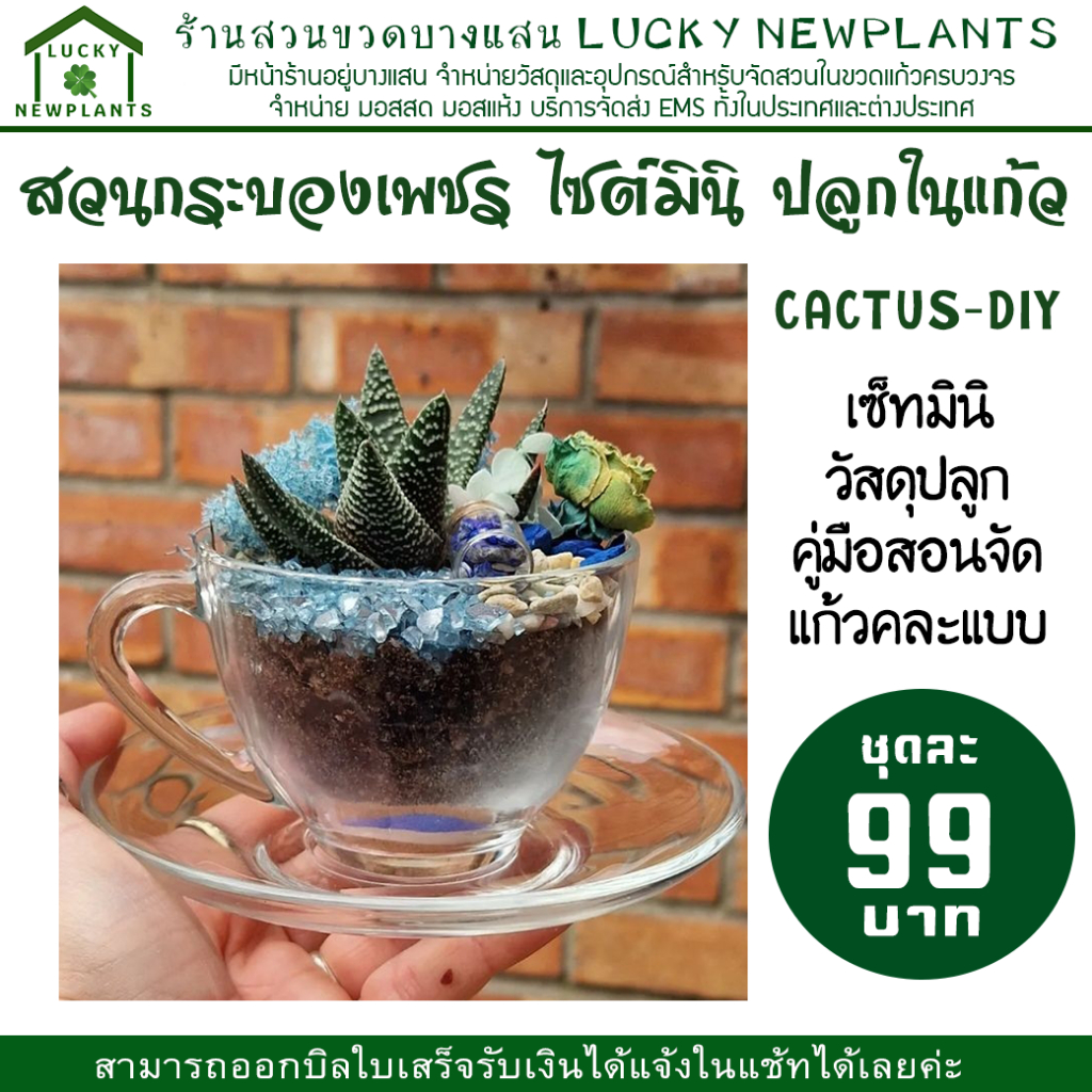 สวนกระบองเพชร ไซต์มินิ ปลูกในแก้ว ชุดละ 99 บาท