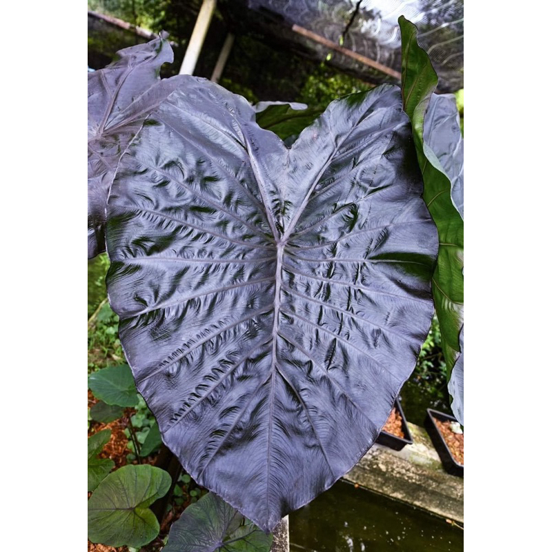 โคโลคาเซียไนท์โอปอล(Colocasia Night Opal)ไม้ฟอกอากาศ ไม้มงคล  ไม้ประดับ ไม้แต่งสวน ไม้ด่าง ไม้หายาก