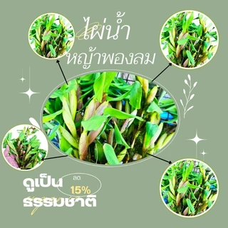 หญ้าพองลม 50g และ 100g. ใส่อ่างปลา โหลปลา สวยงาม ทน ไม่มีตะกอน