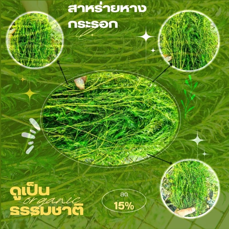 สาหร่ายหางกระรอกและสาหร่ายพุงชะโด