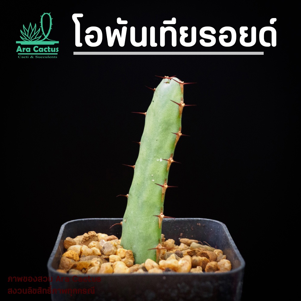 สวนขายเอง! ยูโฟเบียโอพันเทียรอยด์ Euphorbia opuntioides กอ ไซส์กระถาง 2 นิ้ว แคคตัส กระบองเพชร ต้นไม้ประดับ อวบน้ำ