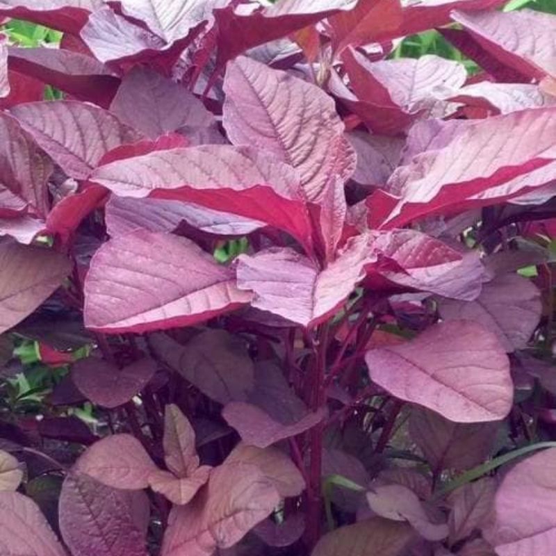 ผักโขมเเดง3000เมล็ด19บาท