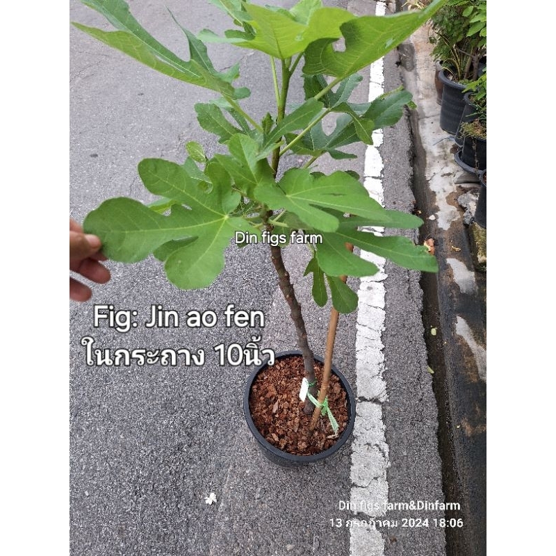 มะเดื่อฝรั่ง จินออเฟ่น Jin ao Fen/Tree Figs