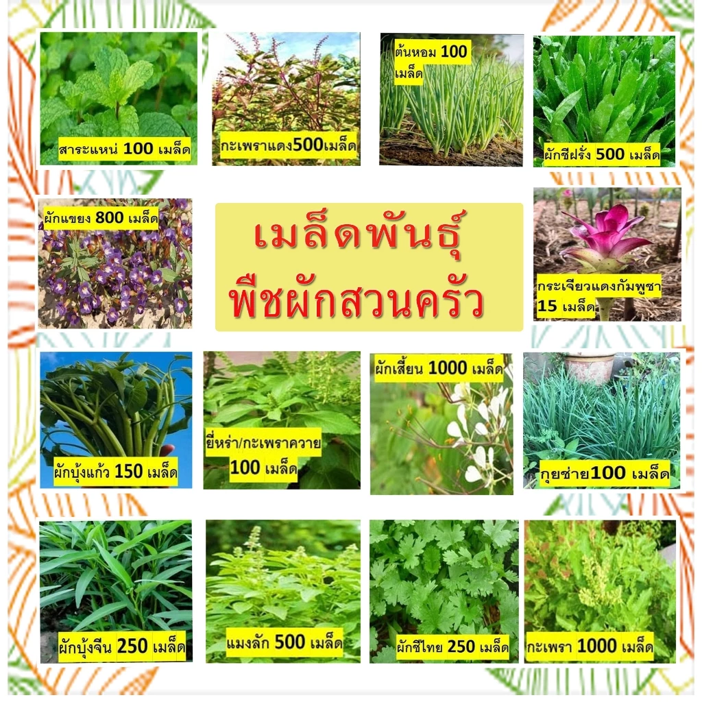 พืชผักสวนครัว สวนแทนใจ ไร่ดอกเหงื่อ เมล็ดพันธุ์ ปลูกต่อได้