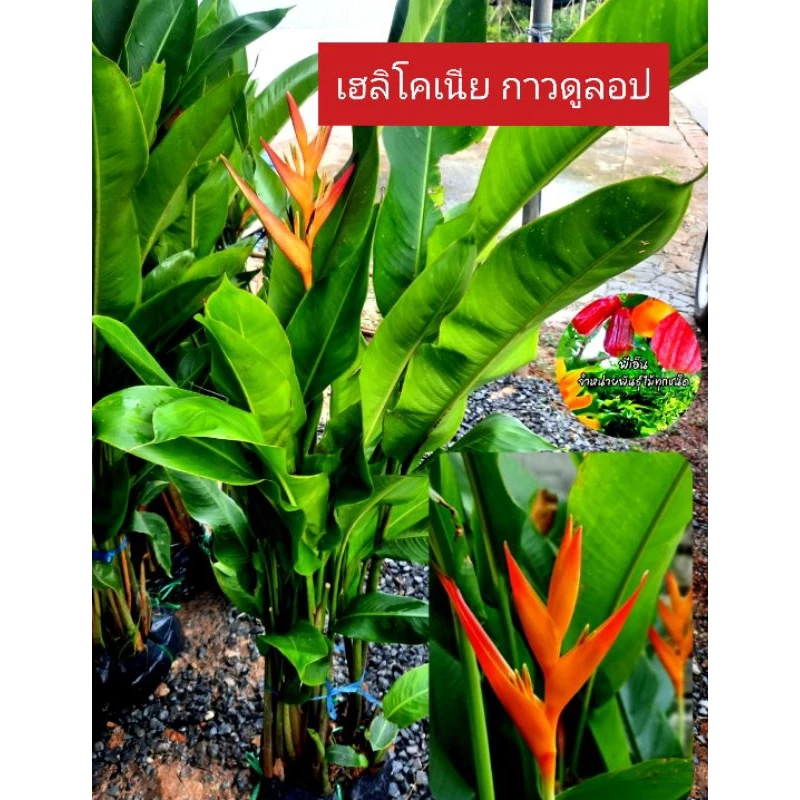 เฮลิโคเนีย กาวคูล็อป จัดส่งทั้งถุงดำ กอใหญ่1กอมี 7-8 ต้นค่ะ ดอกสีเหลืองส้ม สวยงาม ไม้เประดับ กาวดูลอป